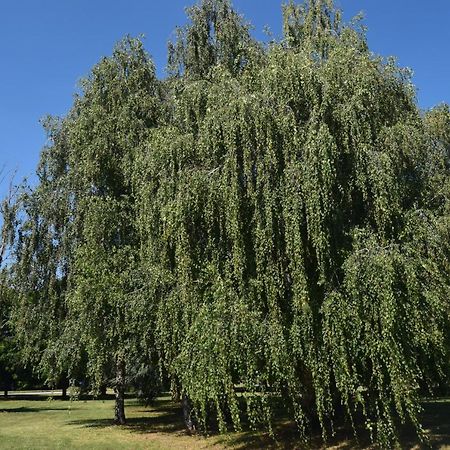 Al Salice Tranquillita Nel Verde Via Amendola 24 Apartment Busto Arsizio Luaran gambar