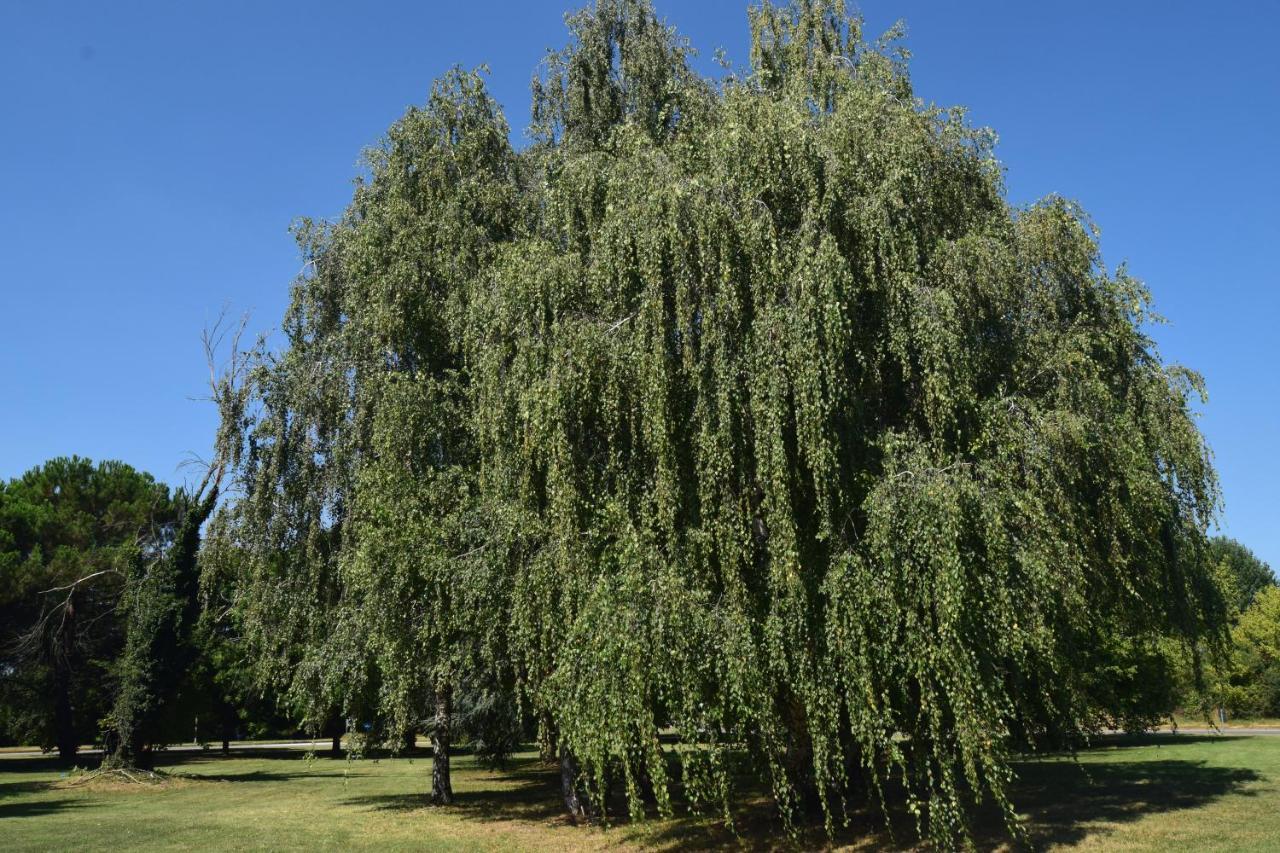 Al Salice Tranquillita Nel Verde Via Amendola 24 Apartment Busto Arsizio Luaran gambar